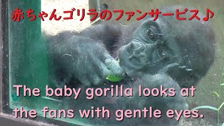 キンタロウ、ファンを大切にする♪京都市動物園・ゴリラ【Gorilla,Kintaro is a popular guy.】