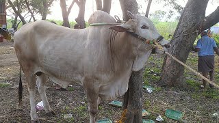 కారంపూడి న్యూక్యాటగిరి విభాగంలో 1వ జత TSR ఇన్ఫ్రా డెవలపర్స్