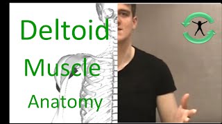 Deltoid: Refresh your anatomy knowledge with Lee Dart