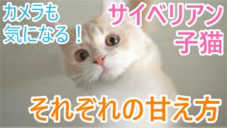 【子猫のかわいい成長記録】子猫によって甘えん坊のタイプが違う！カメラまでジャンプ【猫サイベリアン多頭飼い】