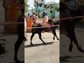 manjuvirattu pongal kadagathur dharmapuri 🥳🎉🎈 kadagathur jallikattu dharmapuri