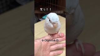 【マメルリハインコ】換羽で反抗期真っ只中のインコと触れ合ってみた‪🦜‬#shorts#マメルリハ#インコ