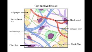 Connective Tissues (Part 1): cells to fibres