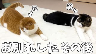 お別れした後の兄弟猫のその後に変化がありました…