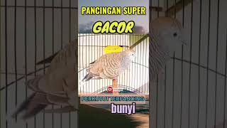 PERKUTUT GACOR PANCINGAN SUPER BUAT PERKUTUT BUNYI#shorts #per #perkutut #burung