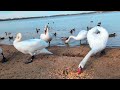 2 2 Łabędzie i gołębie swans pigeons birds 4k