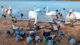 2/2 Łabędzie i gołębie #swans #pigeons #birds #4k