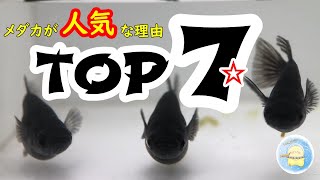 【解説】メダカが人気な理由！TOP7！！【ひよこめだか/メダカ飼育】