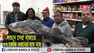 লন্ডনে সেরা বাজারে ৭৭ কেজি ওজনের বাঘ মাছ