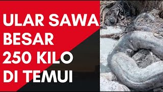 Gempar! ular sawa besar ditemui di Marang,Terengganu