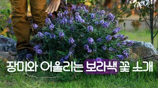 장미와 어울리는 꽃 소개. 10월의 정원