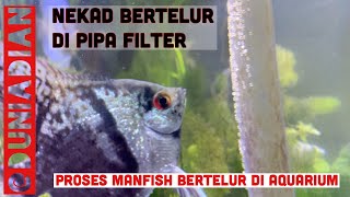 IKAN MANFISH / ANGELFISH BERTELUR DI AQUARIUM