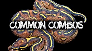 Common Ball Python Combinations