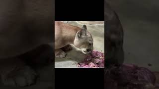 ピューマのお食事★日本平動物園★mountain lion