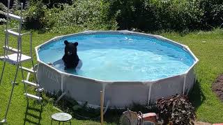 Black Bear Takes a Dip in Backyard Pool || ViralHog