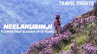 Neelakurinji Flower of Coorg #shorts #travelshorts #facts