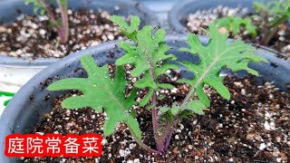 How to grow kale from seed?