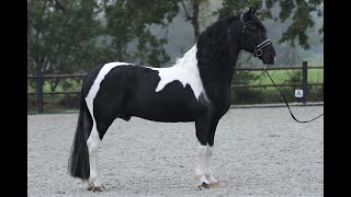 Baroque Pinto 8 yr old, https://www.blacksterlingfriesians.com/. Friesian for sale!