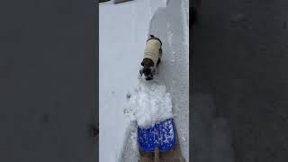 除雪をしたい飼い主vs邪魔をしたい愛犬の戦い