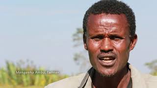 Community-based sheep breeding in Bonga, Ethiopia