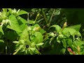 【白い粉】オシロイバナの種（白粉花、白粧花、学名：mirabilis jalapa）オシロイバナ科　dscn4321