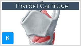 Thyroid Cartilage - Definition \u0026 Function - Human Anatomy | Kenhub