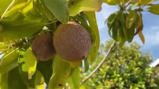 Hardest Fruiting Tree: Self-Pollinating Sapodilla Airlayer Harvest