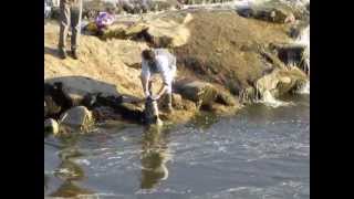 byerrebi Pesca Siluro a Firenze, ponte S. Niccolò.