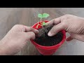 how to grow mulberry｜growing mulberry tree ｜germination of mulberry ｜how to grow mulberry ｜eng sub