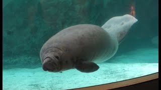 West Indian Manatees - New Yashima Aquarium - JAPAN - アメリカマナティ