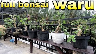 Koleksi Bonsai Made In Bali Penuh Dengan Bonsai Waru