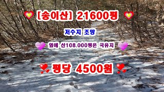 송이산 매매. 21600평  들어가는 진입로는 국유지 저수지조망 우리땅 옆으로 국유지 10만평 이상 있어요 들어가는 길은 국유지 송이 엄청 많이 납니다평당 4500원 몽땅 9700