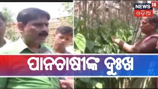 Kendrapara: ମୁଣ୍ଡରେ ହାତଦେଇ ବସିଛନ୍ତି ତିଳଙ୍ଗ ଗାଁ ପାନଚାଷୀ