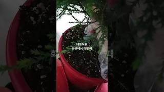 #대형식물 화분에서 꺼낼때 #율마 #분갈이