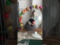 【文鳥・キンカチョウ】眠気が増すとちぢむつぶ　java sparrow tsubu shrinks as sleepiness increases shorts