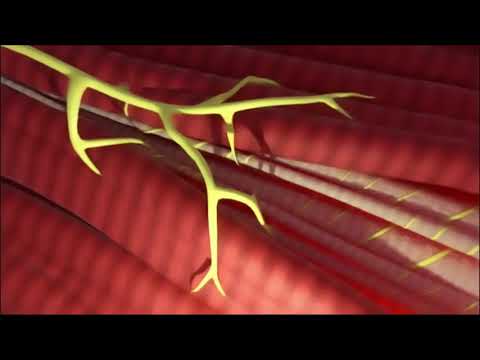 How do spindle fibers work?