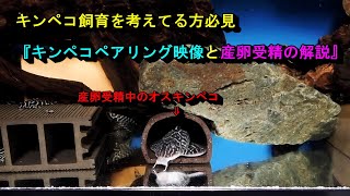 キンペコ飼育を考えてる方必見。キンペコペアリング映像と産卵受精の解説をします。