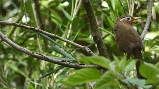 ガビチョウ Chinese hwameiの鳴き声。May 6,2017