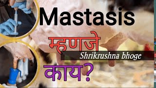 गाईला दगडी झाल्यावर काय करावे | Mastitis treatment in cows #maharashtra Shrikrushna bhoge #cow