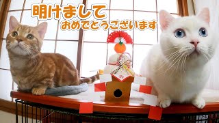 【正月の猫達】お年玉に夢中な猫達と、お正月のご挨拶をしました