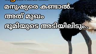 🌿തീർച്ചയായും അല്ലാഹു എല്ലാം കേൾക്കുന്നവനും അറിയുന്നവനുമാണ്‌..