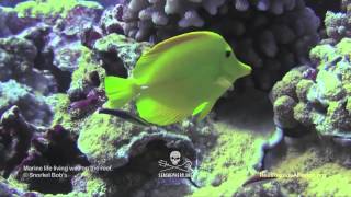 Hawaiian Cleaner Wrasse