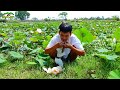 dad pick up fresh lotus for both s snack while visit outsid.