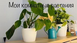 Моя коллекция комнатных растений 2021 🌿