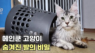 사람들이 모르는 메인쿤 고양이 발바닥의 진실