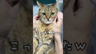 猫に小顔マッサージしたらこうなったw #shorts