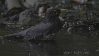 空屋根FILMS#339 野鳥4K クロツグミ 水浴び 大洞の水場 7月下旬