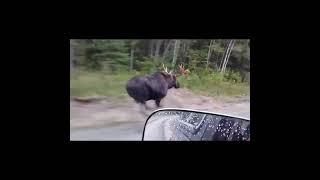 Commute Home Moose Race - full video in description