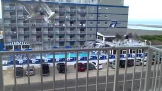 Jersey Shore SeaGulls gone mad-Funny bird video