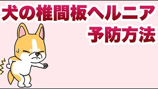 愛犬を守る！椎間板ヘルニア予防に必要なケアとは？【獣医師解説】